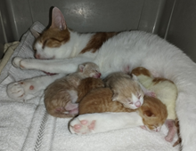 foto av wiola med kull