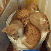 Wiolas kull 8 veckor