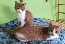 Goyaalé och Setangai