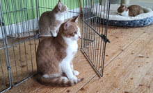 Goyaalé och Setangai