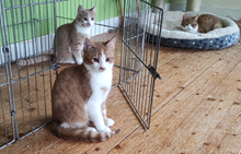 Goyaalé och Setangai