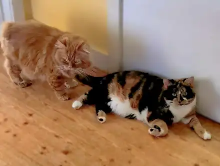 Franklin & Mirri